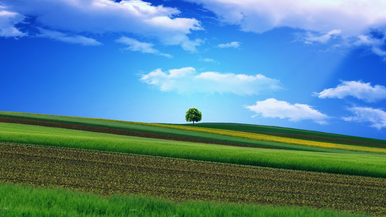 Wallpaper field, grass, sky, tree, beautiful