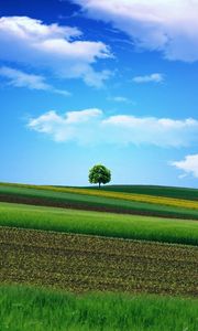 Preview wallpaper field, grass, sky, tree, beautiful