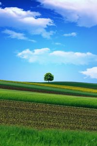 Preview wallpaper field, grass, sky, tree, beautiful