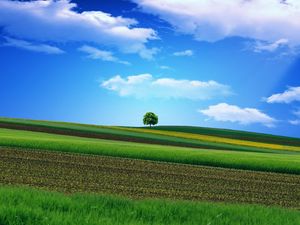 Preview wallpaper field, grass, sky, tree, beautiful