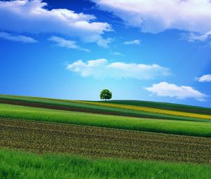 Preview wallpaper field, grass, sky, tree, beautiful