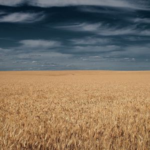 Preview wallpaper field, grass, sky, clouds