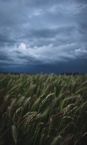 Preview wallpaper field, grass, spikelets, vegetation