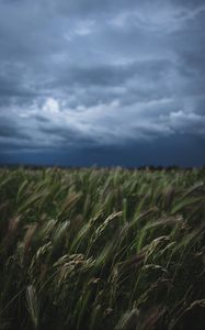 Preview wallpaper field, grass, spikelets, vegetation