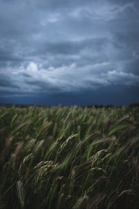 Preview wallpaper field, grass, spikelets, vegetation