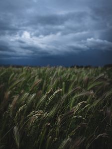 Preview wallpaper field, grass, spikelets, vegetation