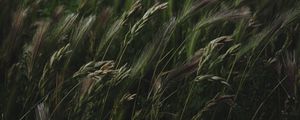 Preview wallpaper field, grass, spikelets, vegetation