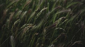 Preview wallpaper field, grass, spikelets, vegetation