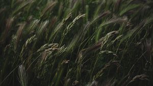 Preview wallpaper field, grass, spikelets, vegetation