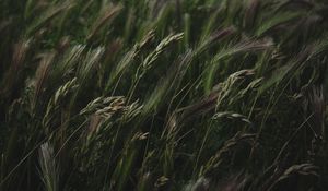 Preview wallpaper field, grass, spikelets, vegetation