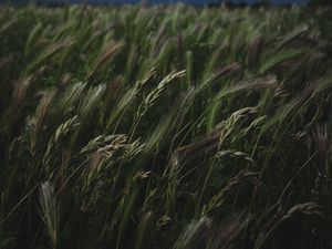 Preview wallpaper field, grass, spikelets, vegetation