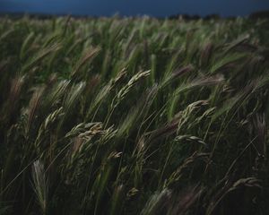 Preview wallpaper field, grass, spikelets, vegetation