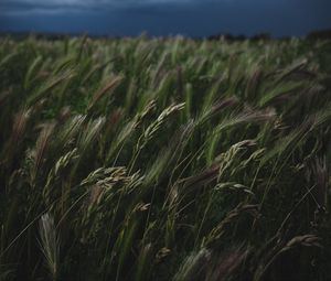 Preview wallpaper field, grass, spikelets, vegetation