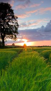 Preview wallpaper field, grass, summer, trees