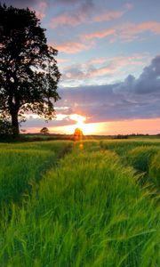 Preview wallpaper field, grass, summer, trees