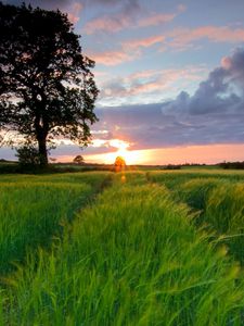 Preview wallpaper field, grass, summer, trees