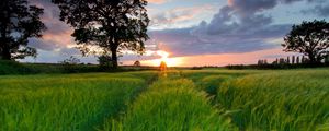 Preview wallpaper field, grass, summer, trees