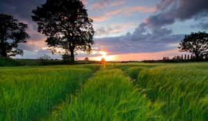 Preview wallpaper field, grass, summer, trees