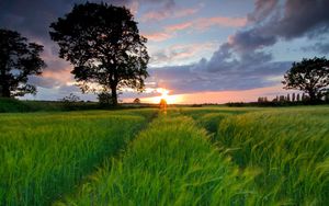 Preview wallpaper field, grass, summer, trees