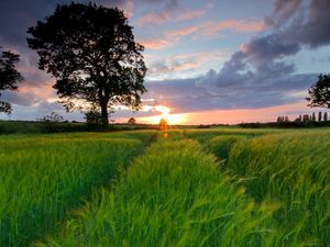 Preview wallpaper field, grass, summer, trees