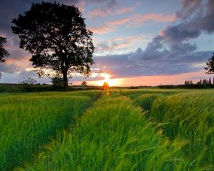 Preview wallpaper field, grass, summer, trees