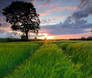 Preview wallpaper field, grass, summer, trees