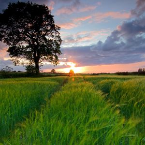 Preview wallpaper field, grass, summer, trees