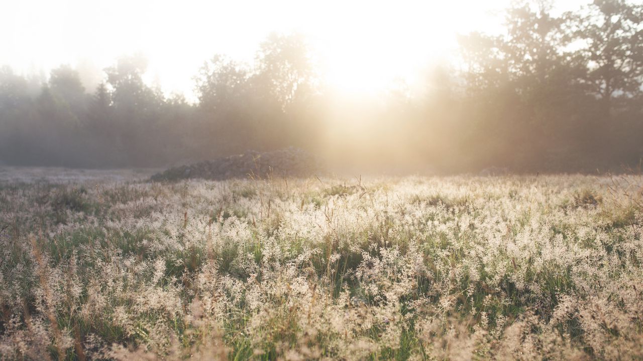 Wallpaper field, grass, sunlight, morning, sundawn, nature