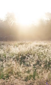 Preview wallpaper field, grass, sunlight, morning, sundawn, nature