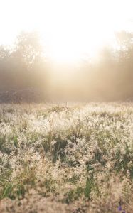 Preview wallpaper field, grass, sunlight, morning, sundawn, nature