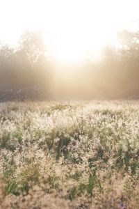 Preview wallpaper field, grass, sunlight, morning, sundawn, nature