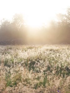 Preview wallpaper field, grass, sunlight, morning, sundawn, nature