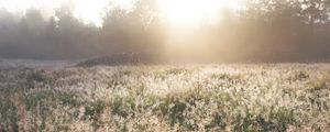 Preview wallpaper field, grass, sunlight, morning, sundawn, nature