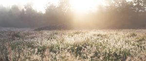 Preview wallpaper field, grass, sunlight, morning, sundawn, nature