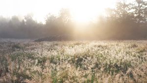 Preview wallpaper field, grass, sunlight, morning, sundawn, nature