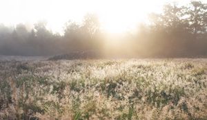 Preview wallpaper field, grass, sunlight, morning, sundawn, nature