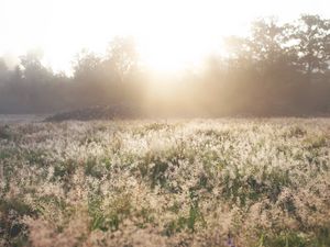 Preview wallpaper field, grass, sunlight, morning, sundawn, nature