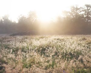 Preview wallpaper field, grass, sunlight, morning, sundawn, nature