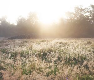 Preview wallpaper field, grass, sunlight, morning, sundawn, nature