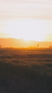 Preview wallpaper field, grass, sunset