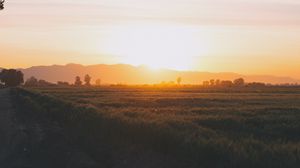 Preview wallpaper field, grass, sunset