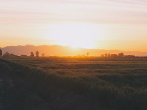 Preview wallpaper field, grass, sunset