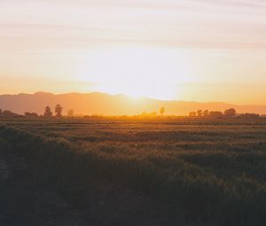 Preview wallpaper field, grass, sunset