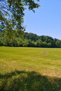 Preview wallpaper field, grass, trees, sky, landscape