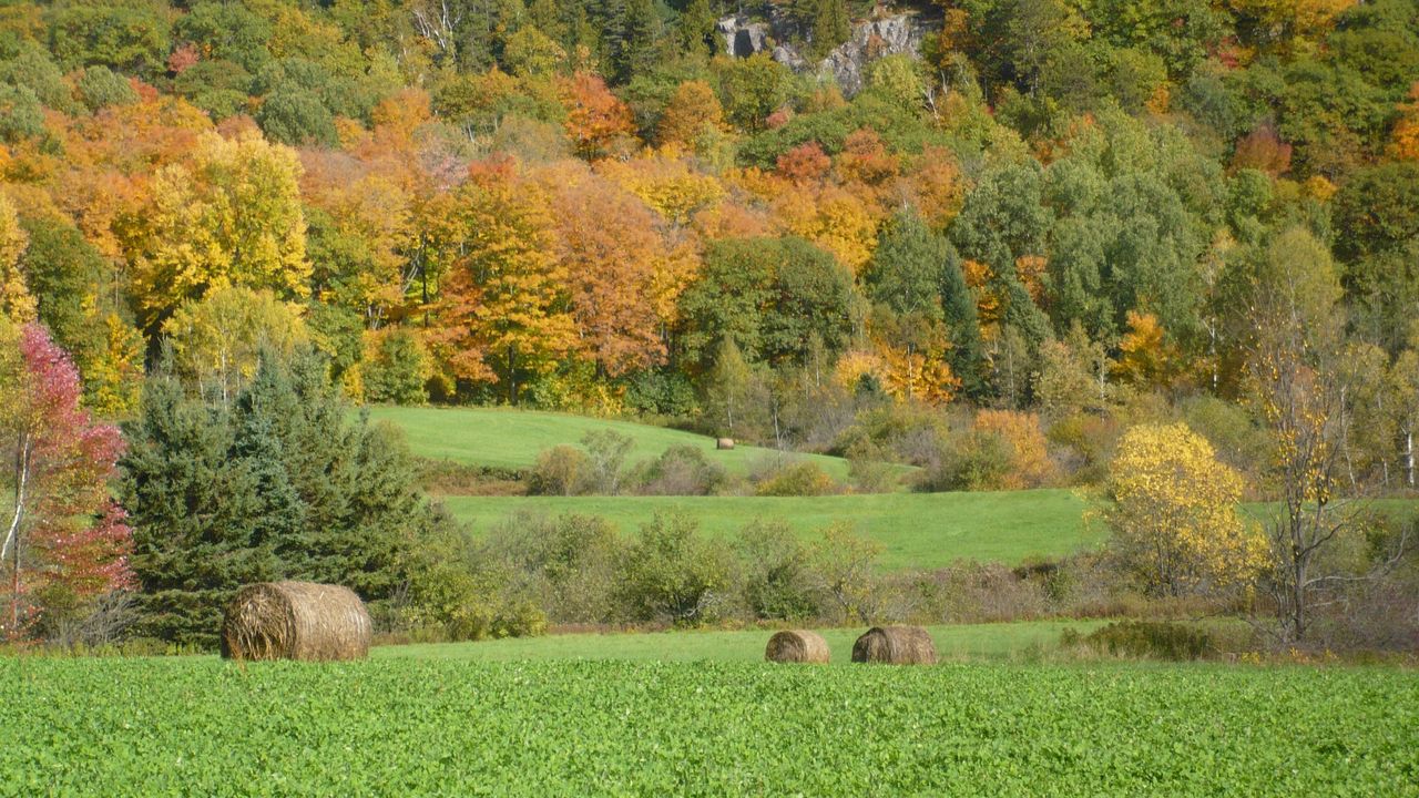 Wallpaper field, grass, trees, autumn