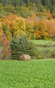Preview wallpaper field, grass, trees, autumn