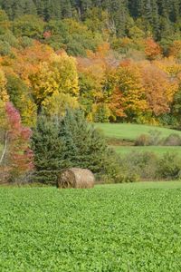 Preview wallpaper field, grass, trees, autumn