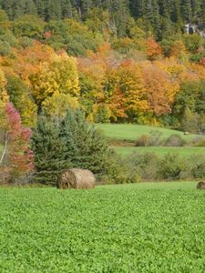 Preview wallpaper field, grass, trees, autumn