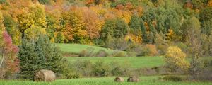 Preview wallpaper field, grass, trees, autumn