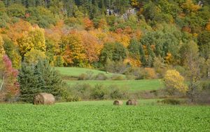 Preview wallpaper field, grass, trees, autumn